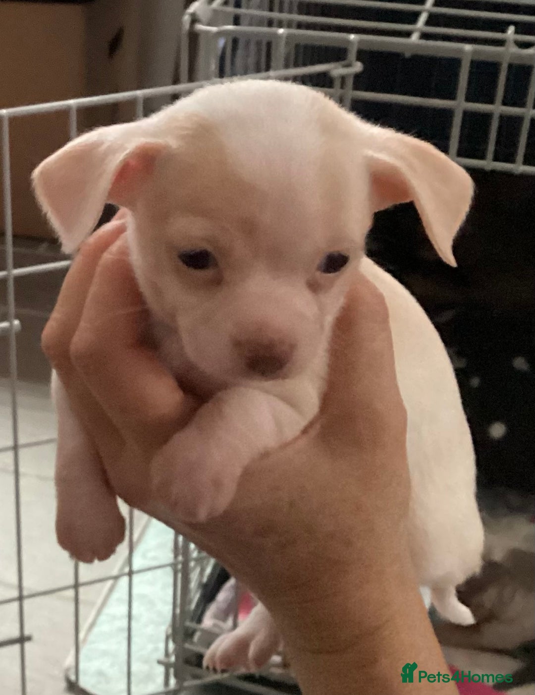 Chihuahua dogs for sale: Chihuahua babies ready now - Image 18