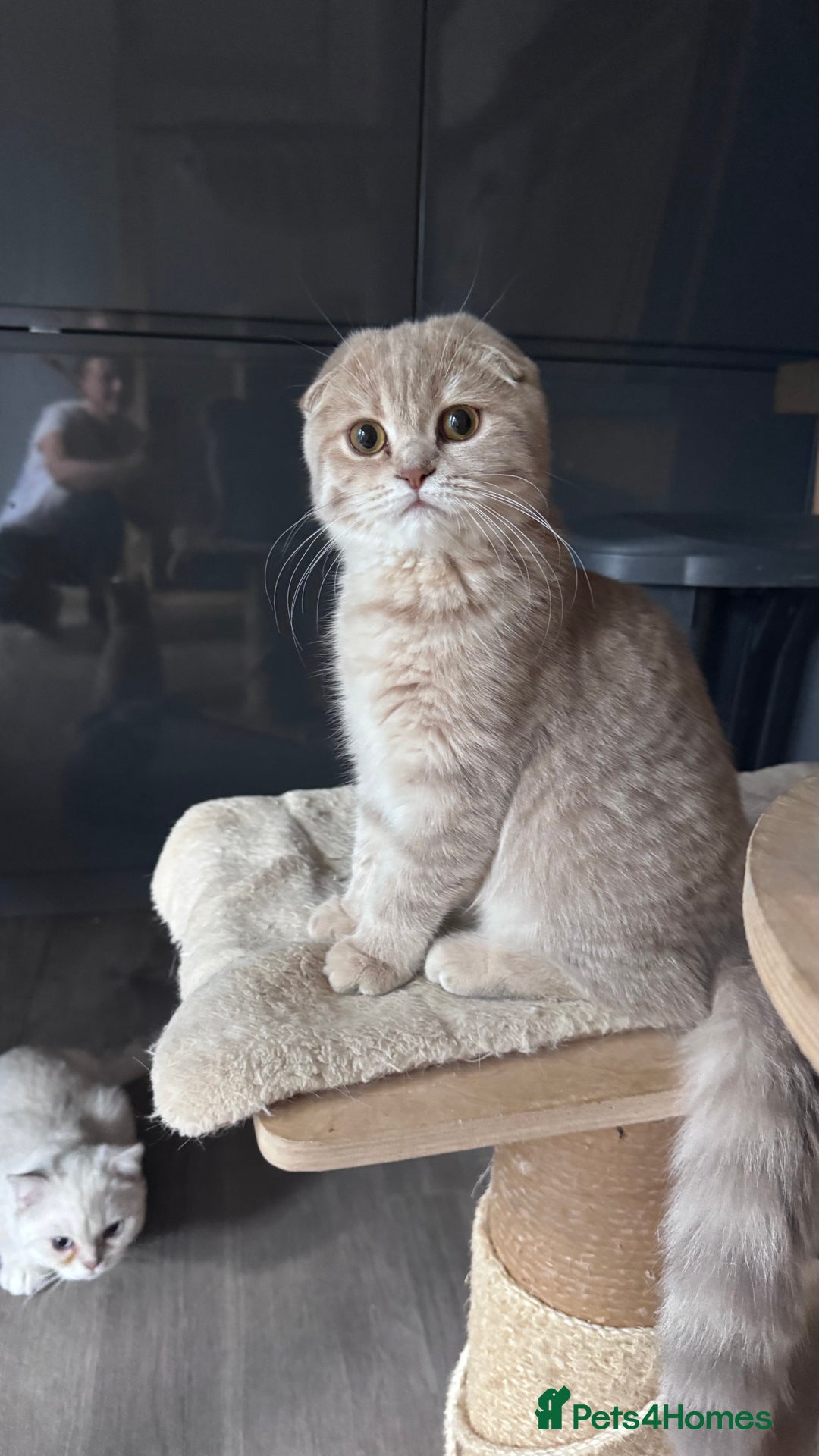 Scottish Fold cats for sale: Scottish fold and Scottish straight Tica pedigree  in Croydon - Image 23