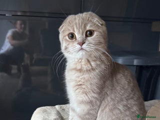Scottish Fold cats in Croydon - Advert 12