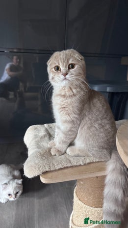 Scottish Fold cats in Croydon - Advert 7