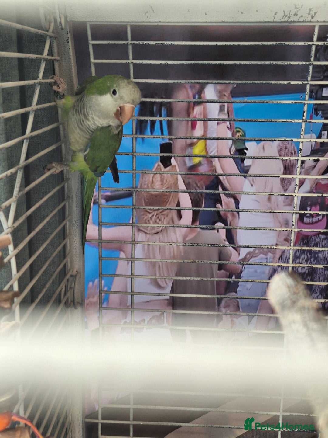 Parrots birds for sale: Quaker parrot for sale - Advert 5