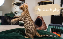 Bengal cats for sale: Dune- Stunning Bengal Boy- TICA with champion line - Image 9