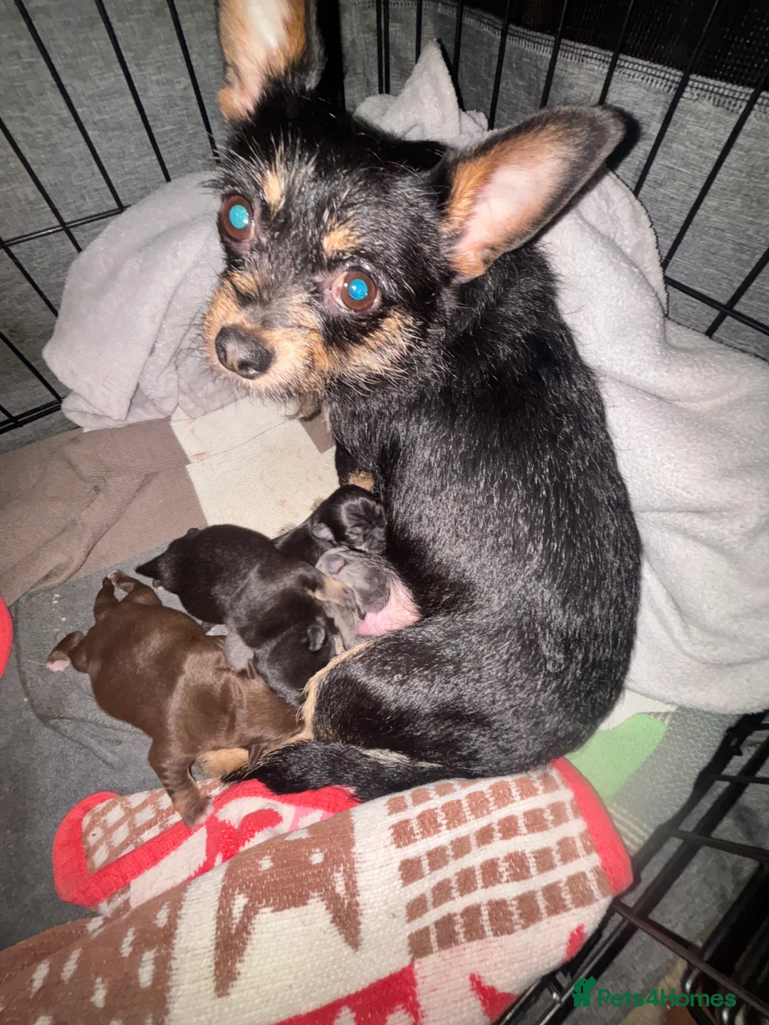 Chorkie dogs for sale: Chorkie Girls - Advert 3