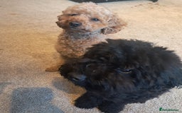 Mixed Breed dogs for sale: Betsy and Willow - Image 5