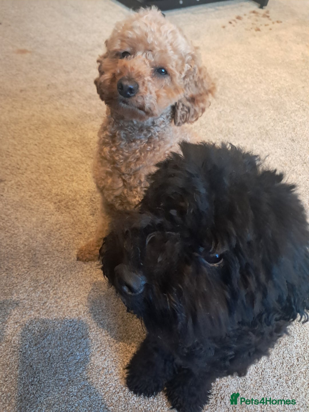 Mixed Breed dogs for sale: Betsy and Willow - Image 5