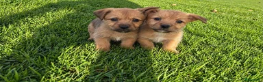 Mixed Breed 3