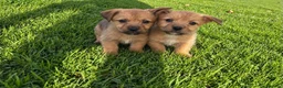 Mixed Breed dogs for sale: Border terrier x Staffordshire puppies for sale  in Glasgow - Advert 3