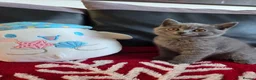 British Shorthair cats for sale: Beautiful British Shorthair kittens - Advert 27