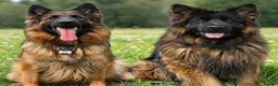 German Shepherd dogs for sale: Long Coat GSD black & tan  - Advert 1