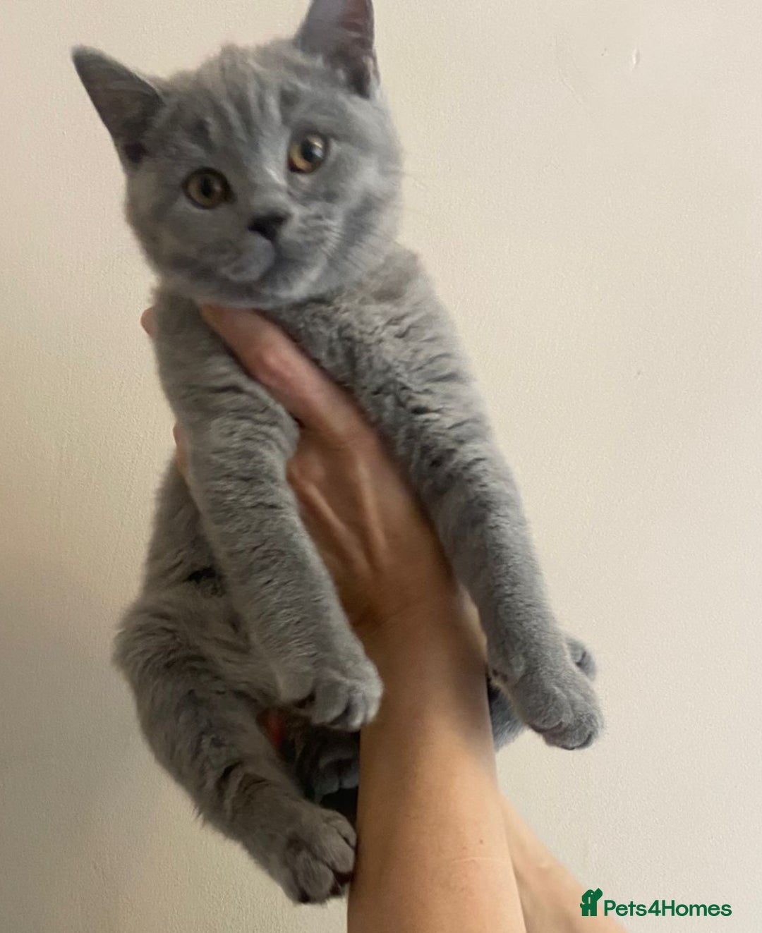 British Shorthair cats for sale: *Nearly Ready* GCCF Registered BSH Kittens  - Image 9