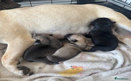 Mixed Breed dogs for sale: Beautiful fluffy puppies  - Image 5