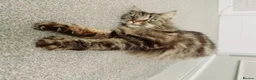 Maine Coon cats for sale: Kittens in Leicester - Advert 5