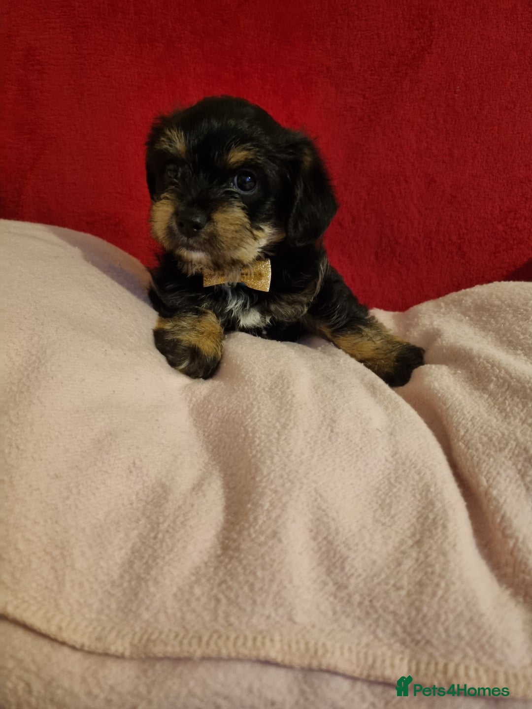 Bichon Frise dogs for sale: 2 Bichon puppies for sale  - Image 12