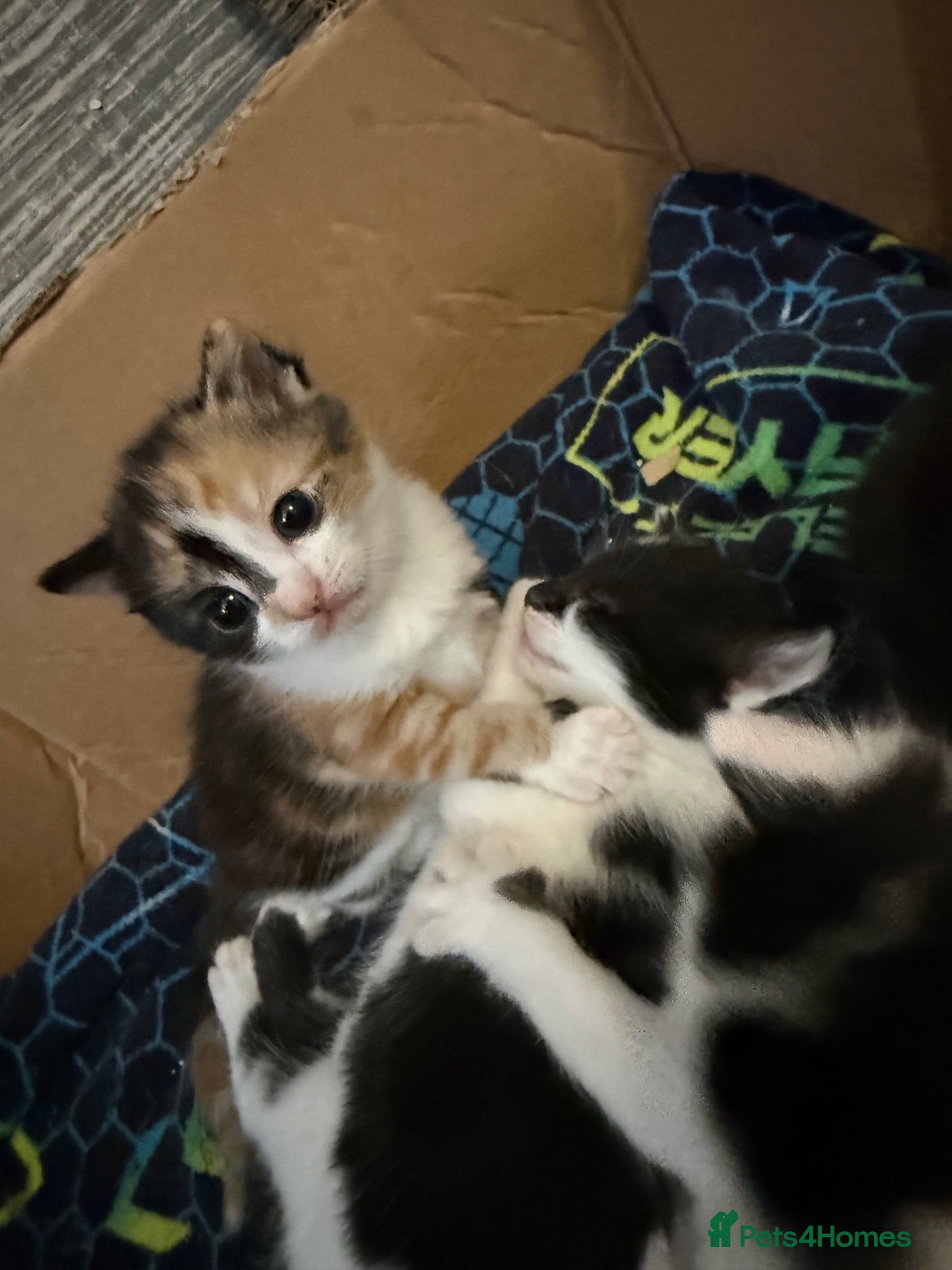 Mixed Breed cats 6 beautiful kittens   - Advert 3