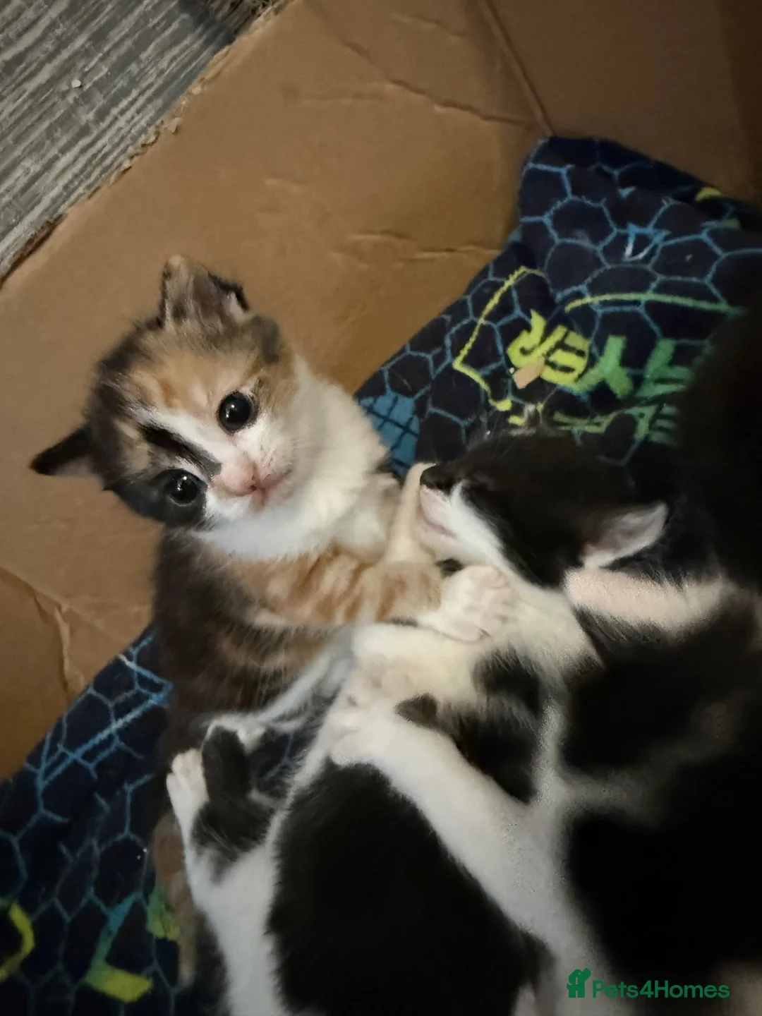 Mixed Breed cats for sale: 6 beautiful kittens   in Glasgow - Advert 1
