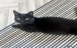 Domestic Shorthair cats for sale: Black cat - Image 1