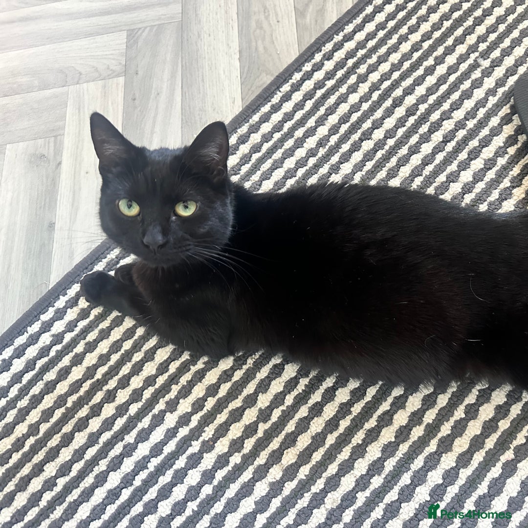 Domestic Shorthair cats for sale: Black cat - Image 1