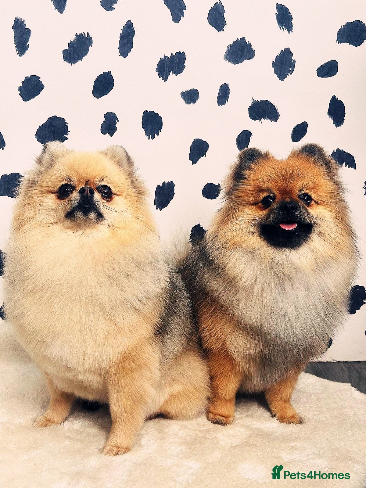 Pomeranian dogs Sweet Pomeranian Girls Black & Tan Teddy Bear Type - Advert 20