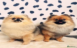 Pomeranian dogs for sale: Sweet Pomeranian Girls Black & Tan Teddy Bear Type - Image 1