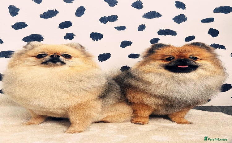 Pomeranian dogs - Advert 12