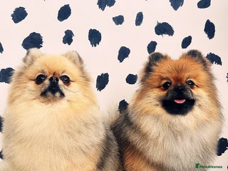 Pomeranian dogs for sale - Advert 1