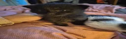 Mixed Breed cats for sale: Black and White Kitten - Ready for a New Home in Alton - Advert 10