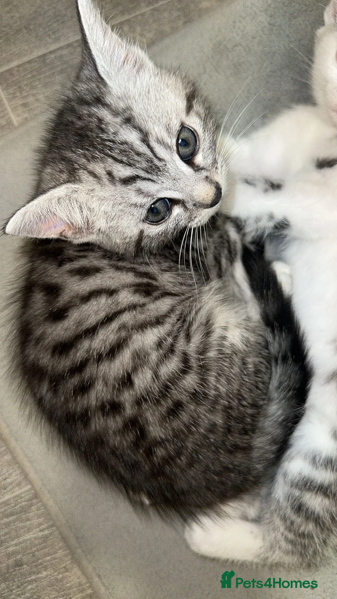 British Shorthair cats for sale: stunning kittens😍 - Advert 5