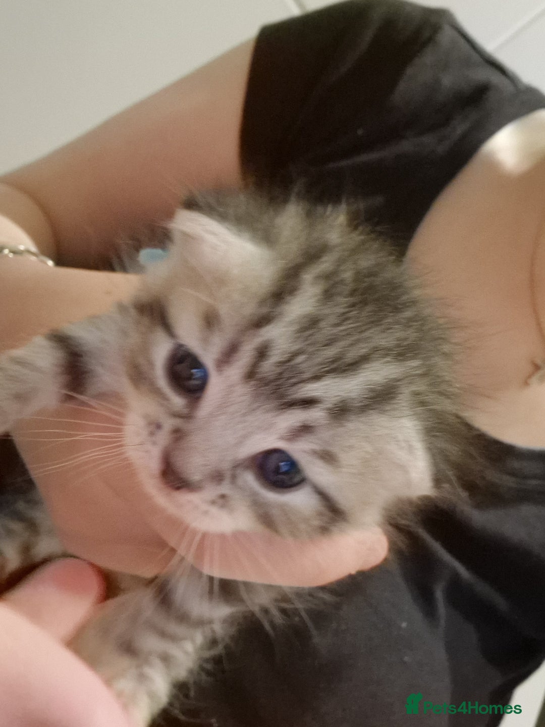 Mixed Breed cats for sale: Beautiful Kittens Available ✨️ in ELY - Image 14