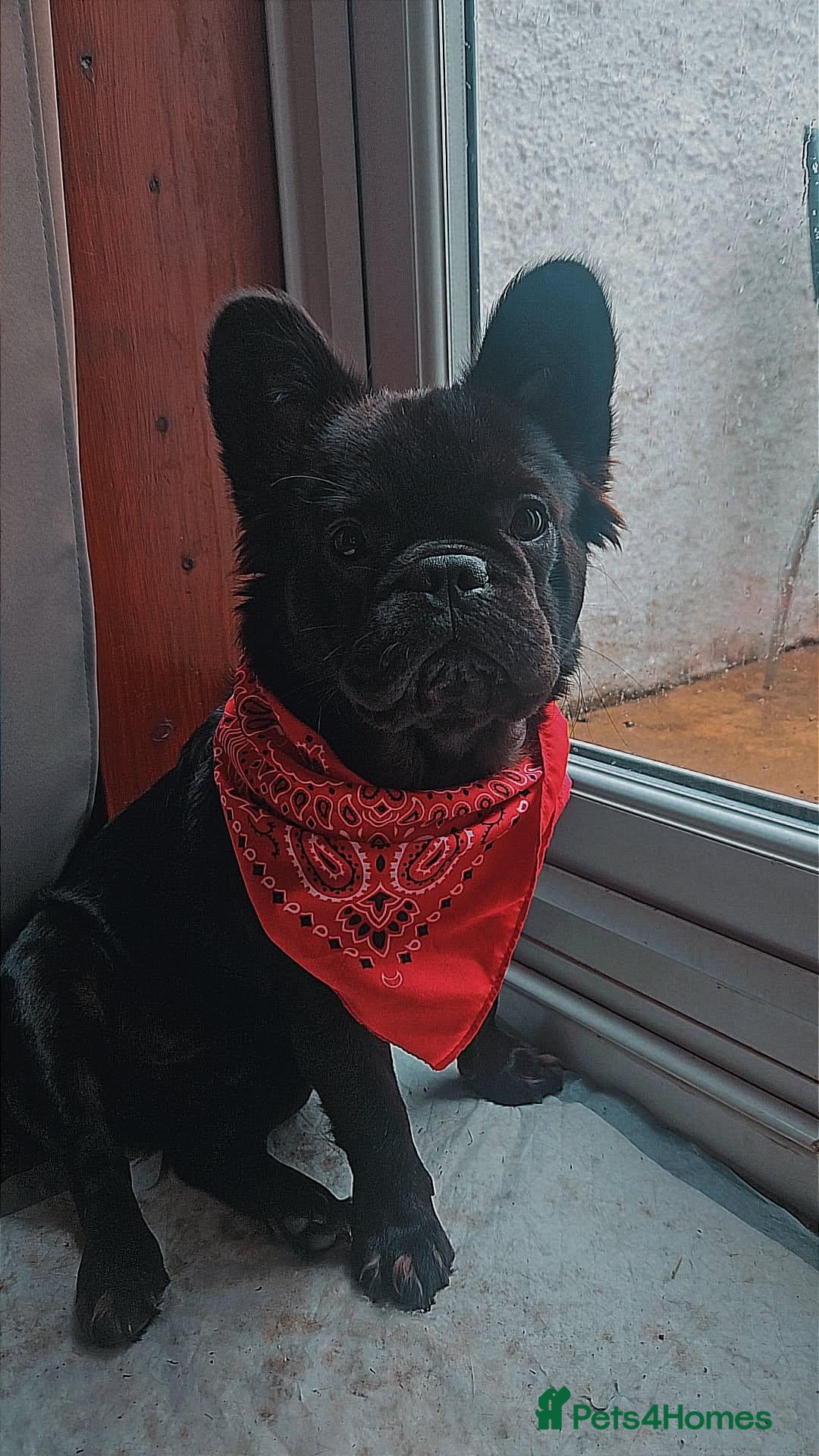 French Bulldog dogs Fluffy French Bulldog - Advert 1