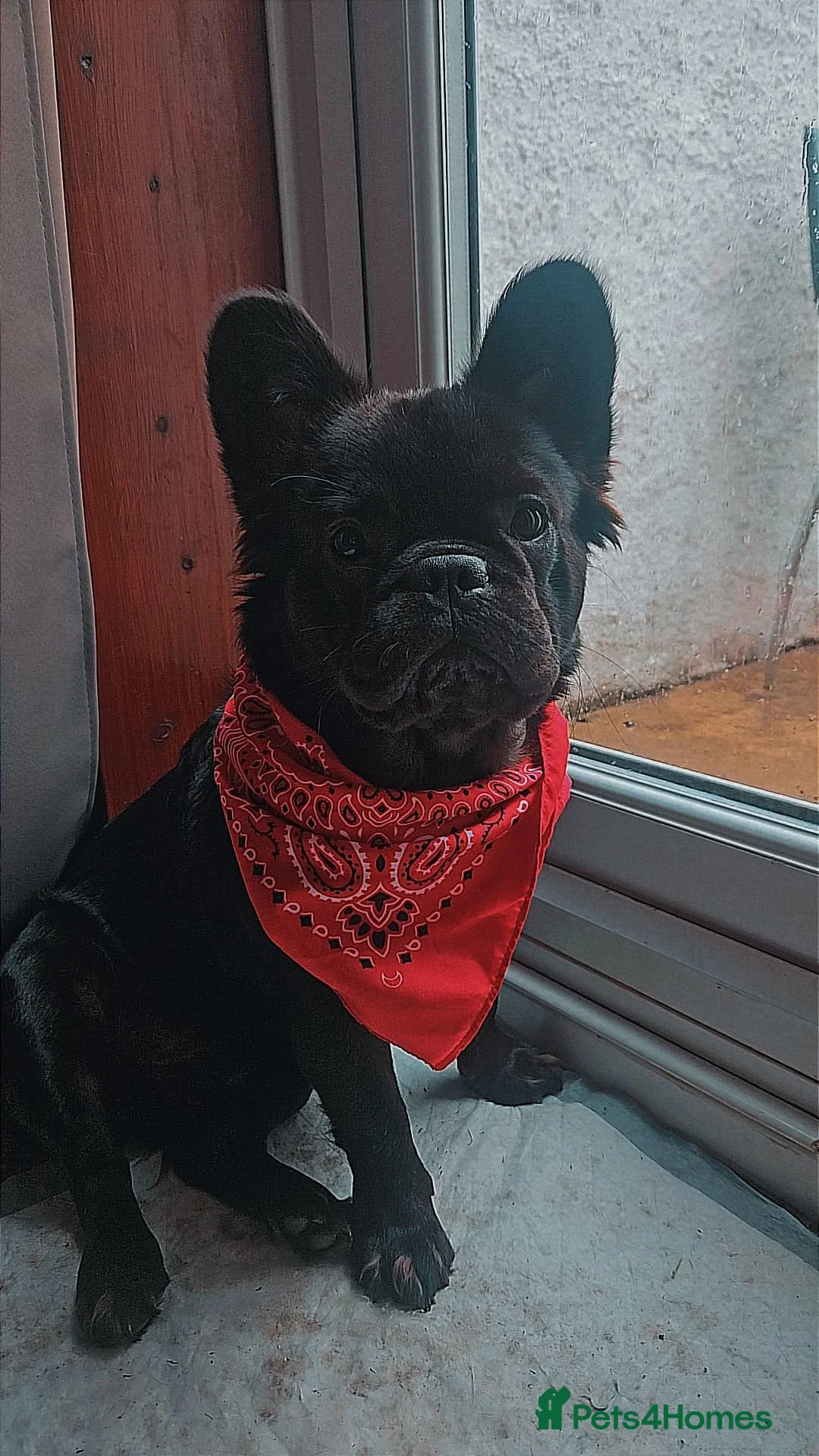 French Bulldog dogs for stud: Fluffy French Bulldog in Gravesend - Advert 1