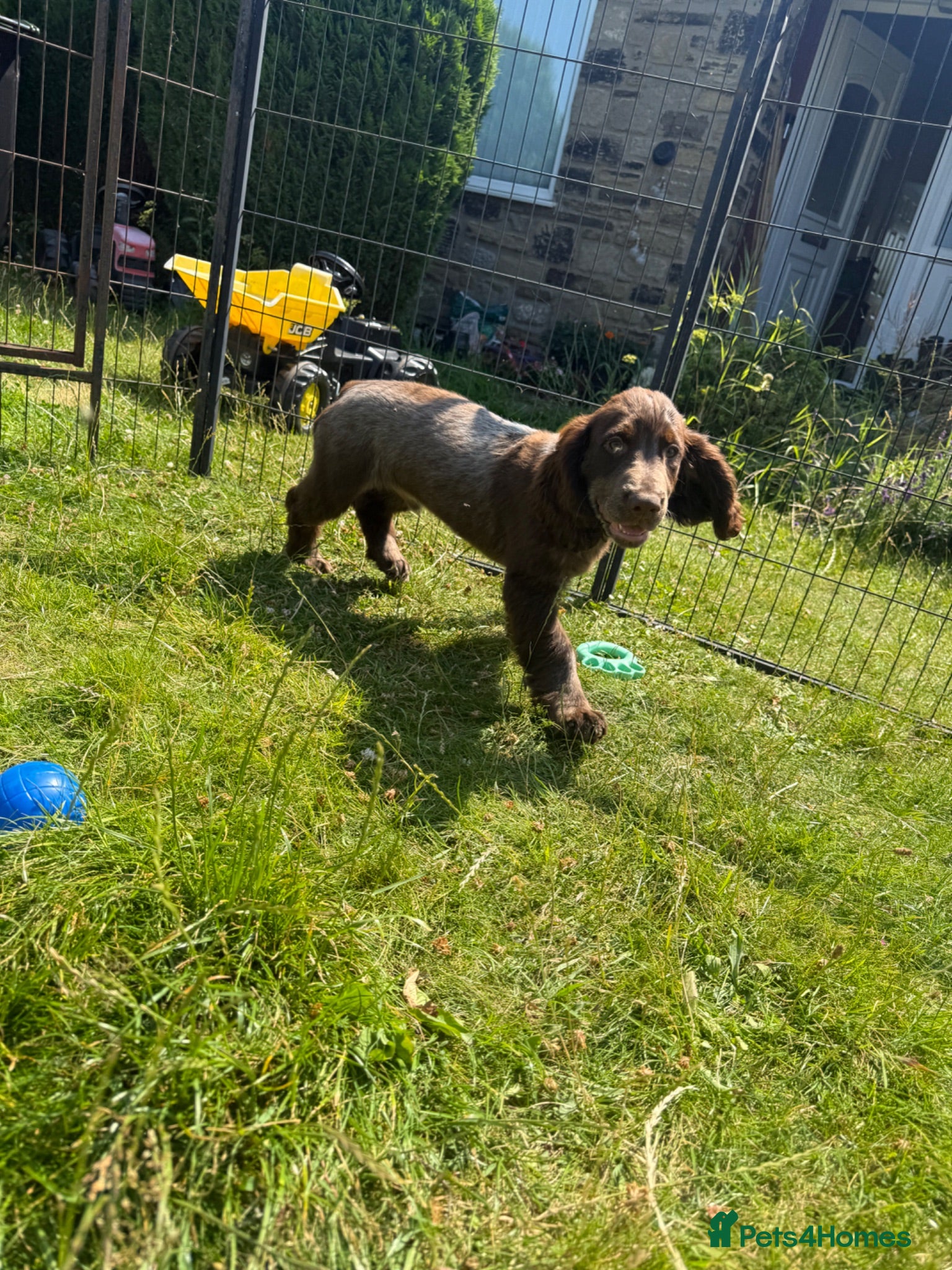 Cocker Spaniel dogs Bred From Extensively Health Tested Parents - Advert 2