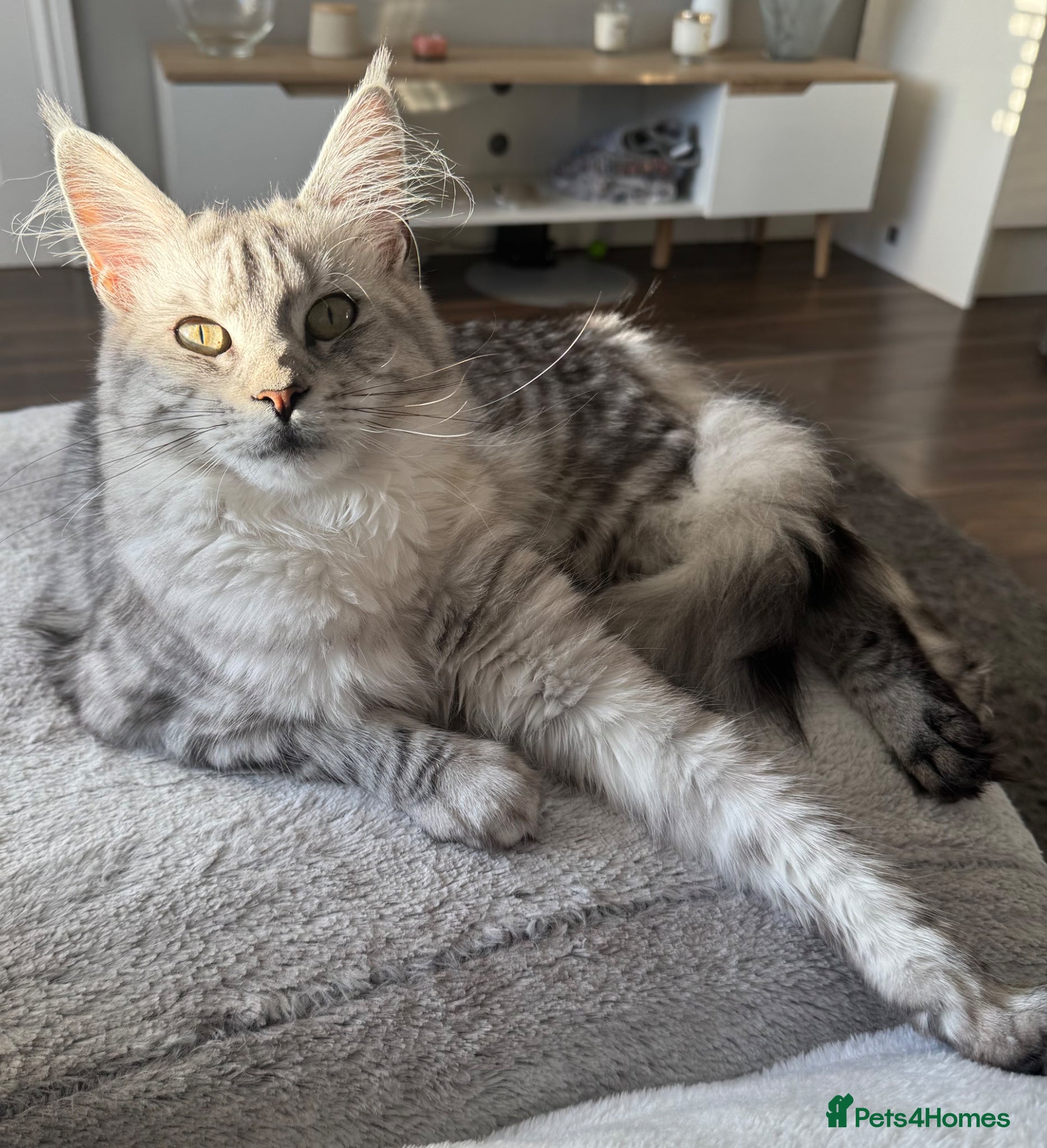 Maine Coon cats Exceptional Active Tica Black Silver  - Advert 8