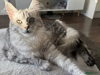 Maine Coon cats Outstanding Active TICA Black Silver Tabby - Advert 1