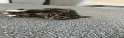 Norwegian Forest Cat cats for sale: Mixed breed kittens - Advert 14