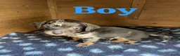 Mixed Breed dogs for sale: Parson Russell terrier cross chihuahua puppys  in Belfast - Advert 6