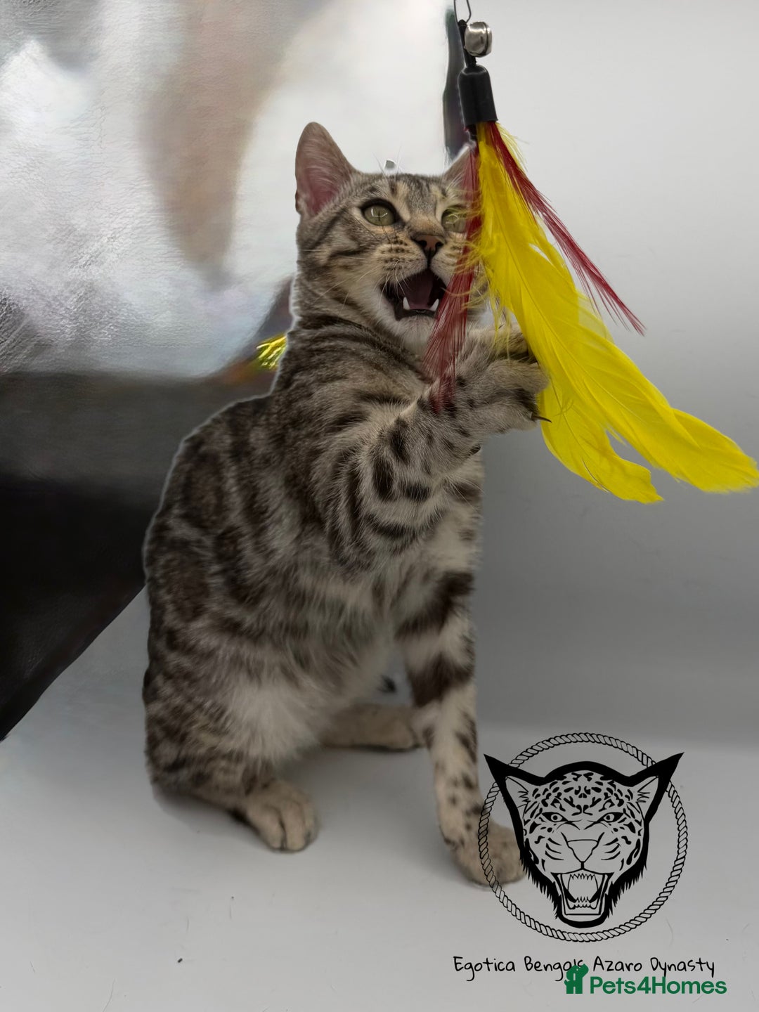 Bengal cats for sale: 🐆✨ GLITTER TICA 6TH GENERATION BENGAL KITTENS🐆✨ - Advert 4