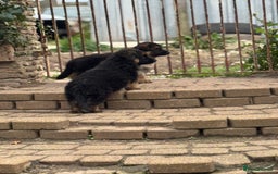 German Shepherd dogs for sale: Medium/long haired German shepherd puppies  - Image 15