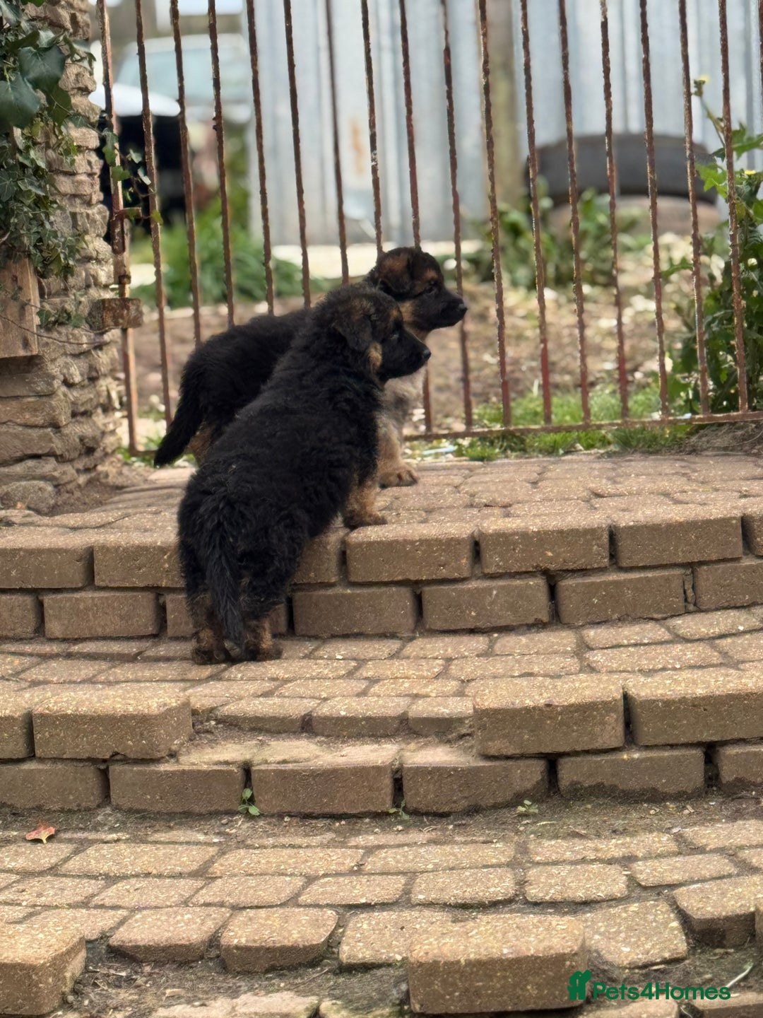German Shepherd dogs for sale: Medium/long haired German shepherd puppies  - Image 15