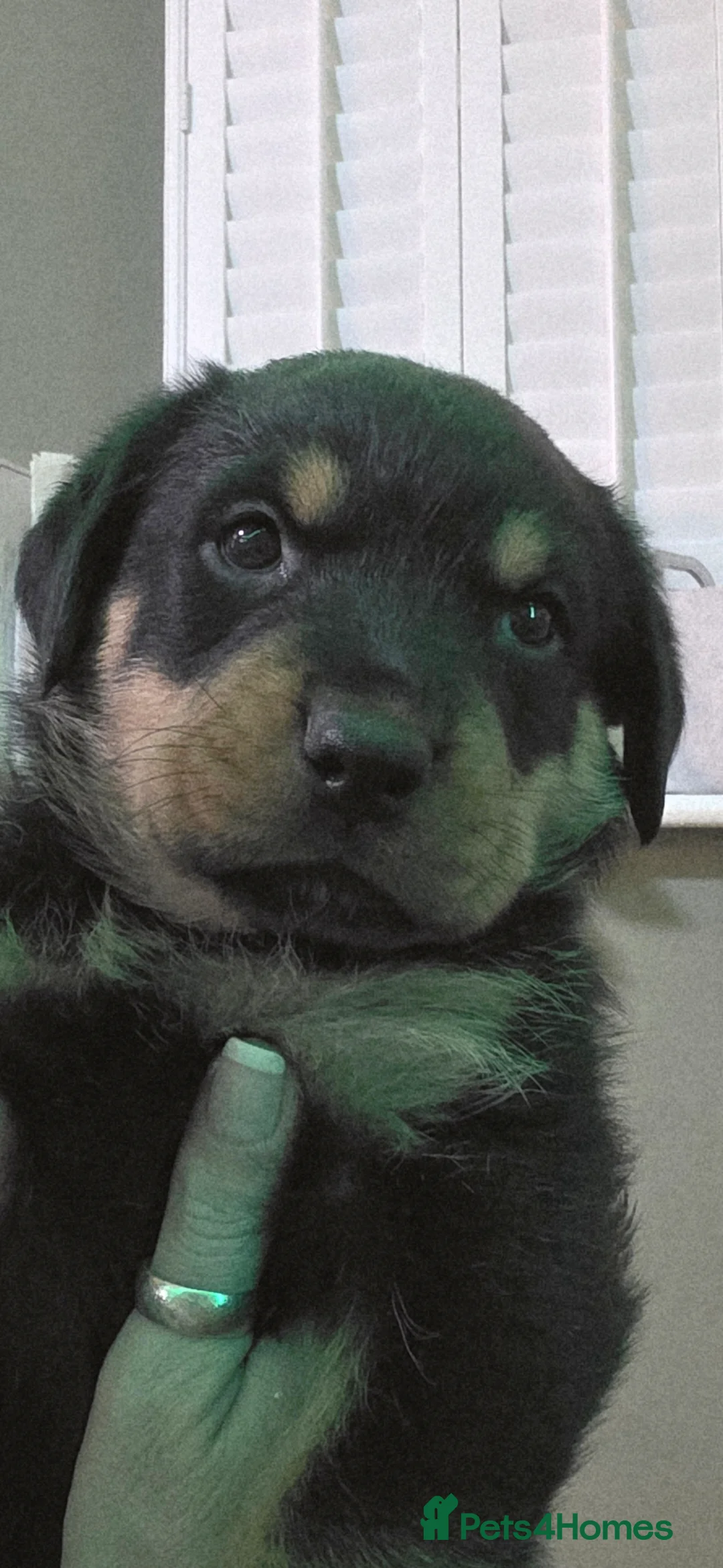 Rottweiler dogs for sale: Stunning chunky Rottweiler puppies  - Advert 9