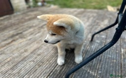 Japanese Akita Inu dogs for sale: Japanese Akita very chunky and active - Image 2