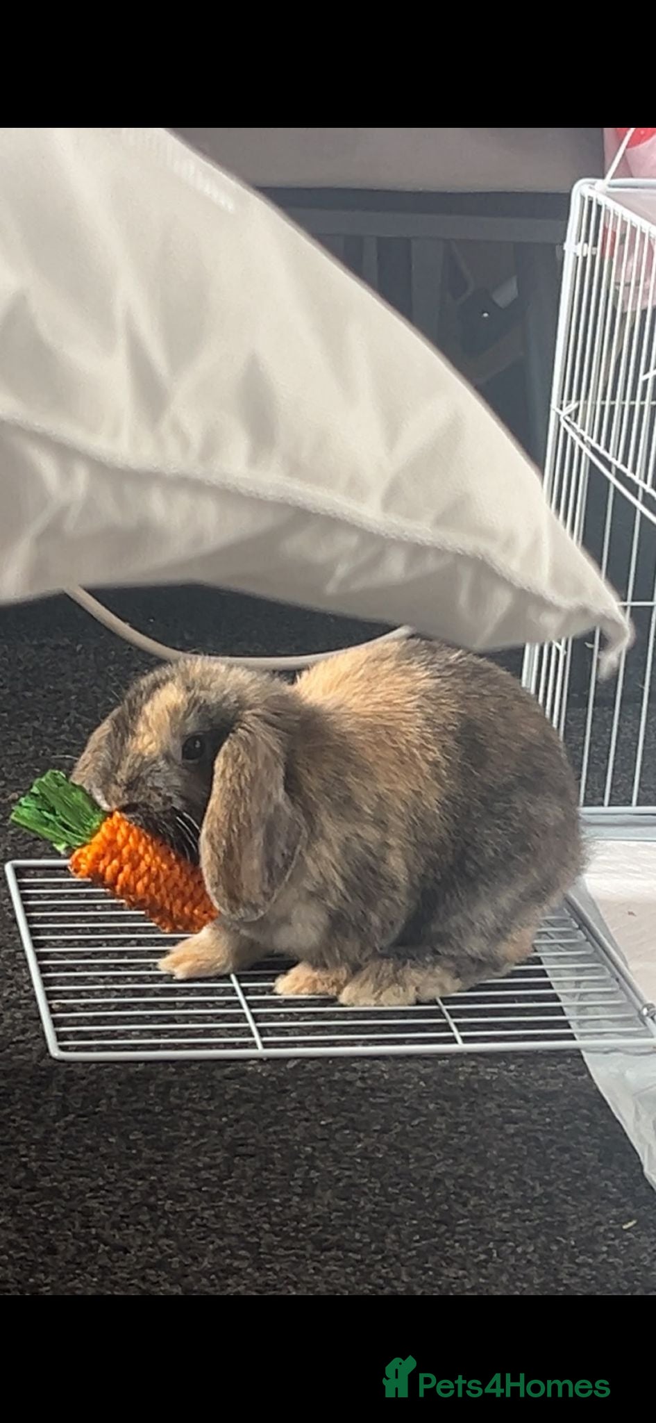 Mini Lop rabbits Female mini lop with full set up  - Advert 7