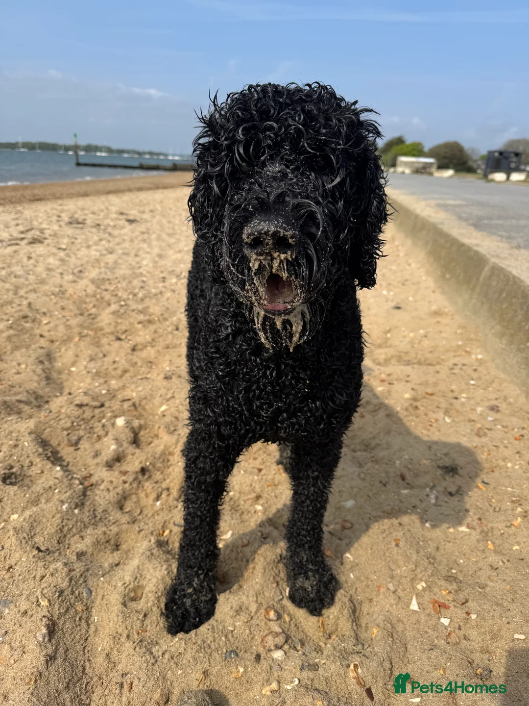 Labradoodle dogs for stud: Meet Leeroy, Our Handsome F3 Labradoodle! - Advert 8