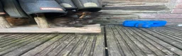 Mixed Breed cats for sale: Mixed Exotic Kittens - Advert 5