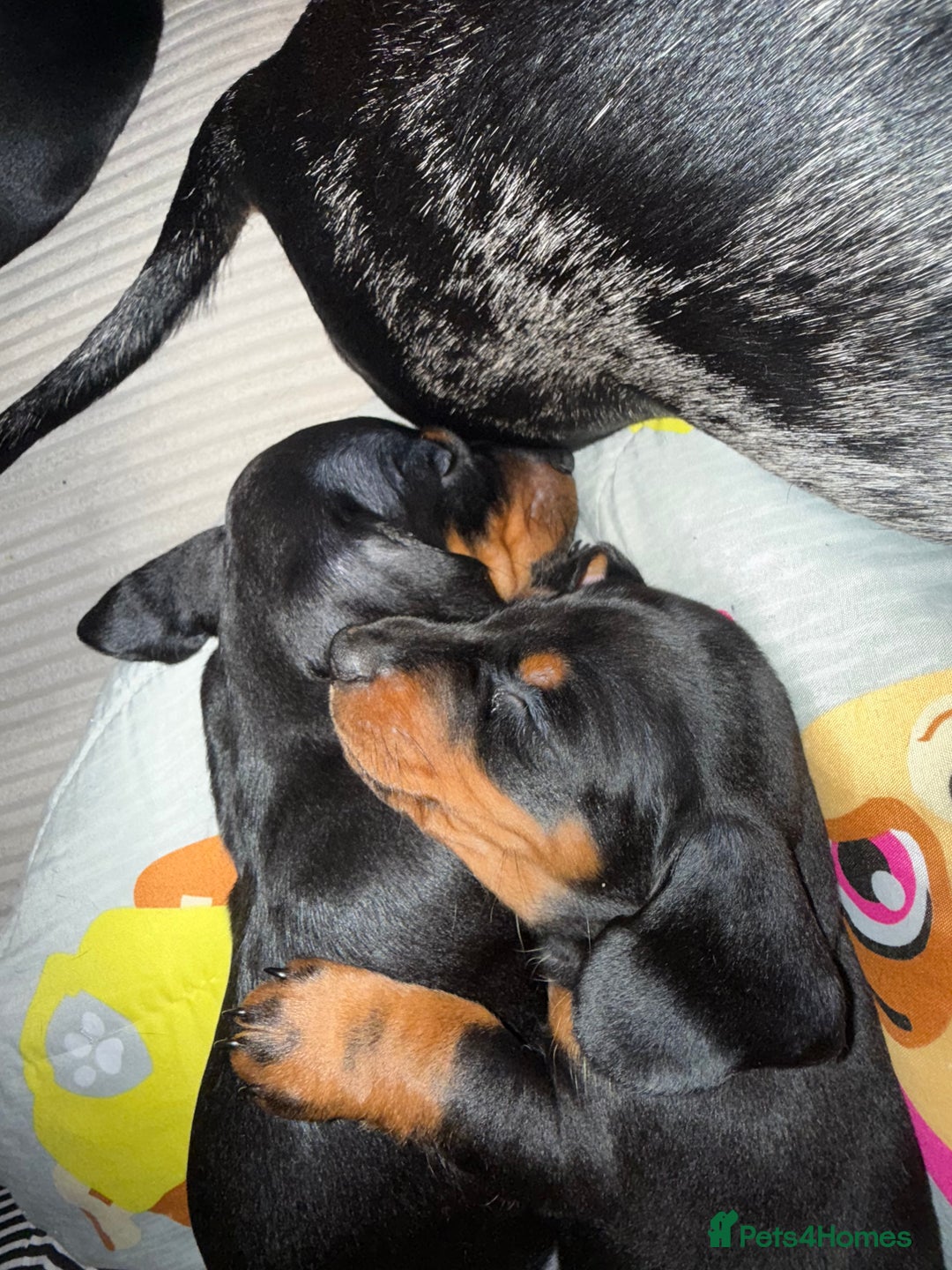 Dachshund dogs for sale: dachshund puppies LAST puppy left  - Advert 16