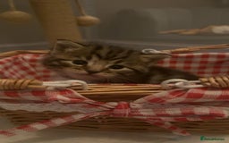 Mixed Breed cats for sale: The Fab Four - Advert 27