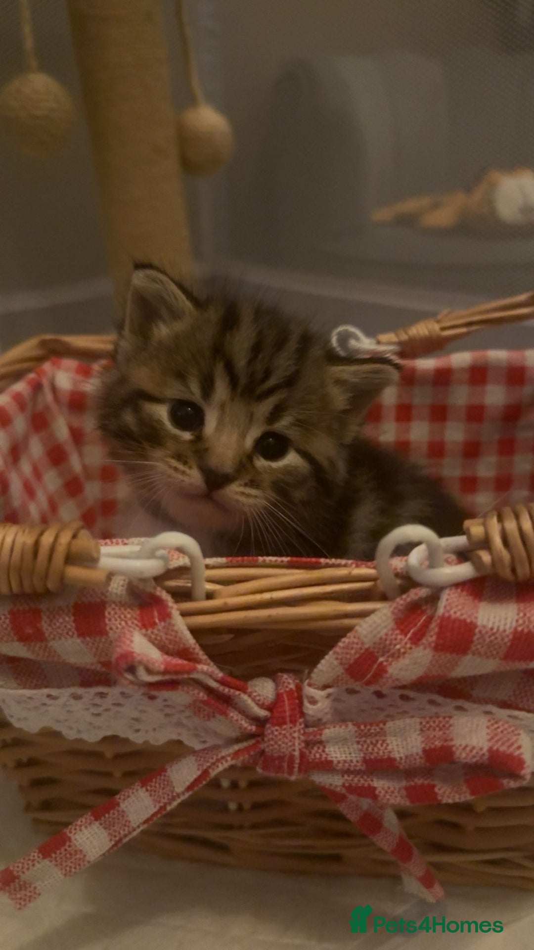 Mixed Breed cats for sale: The Fab Four - Advert 27