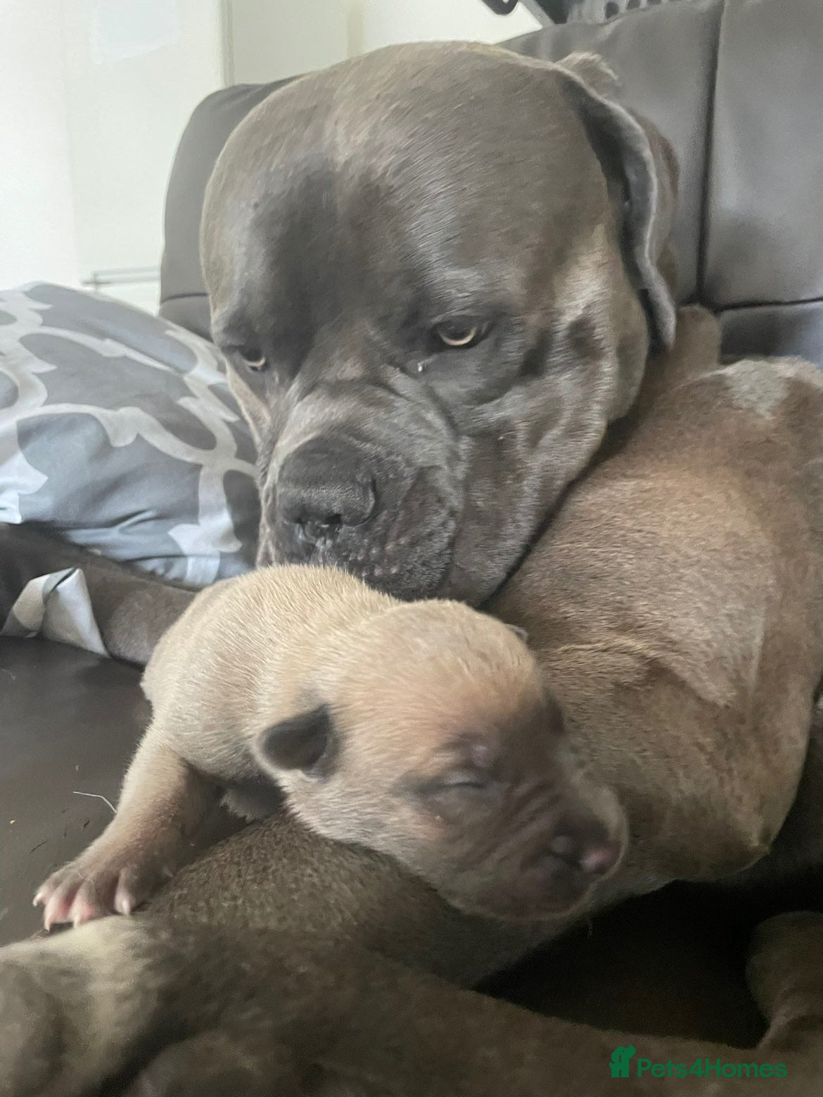 Mixed Breed dogs Belgium malinios x cane corso mix - Advert 2