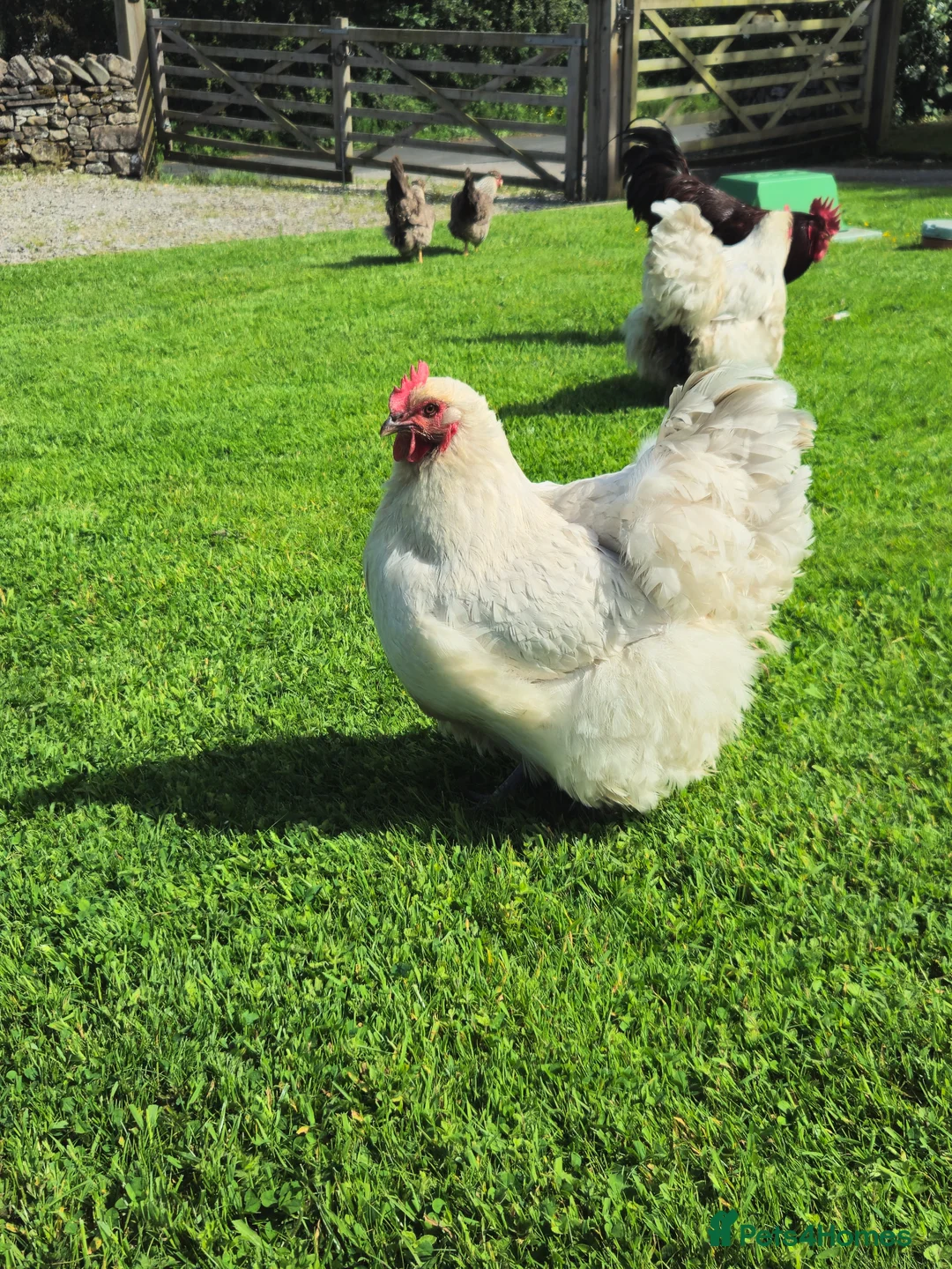 Chickens poultry for sale: Lavender chickens  - Advert 1