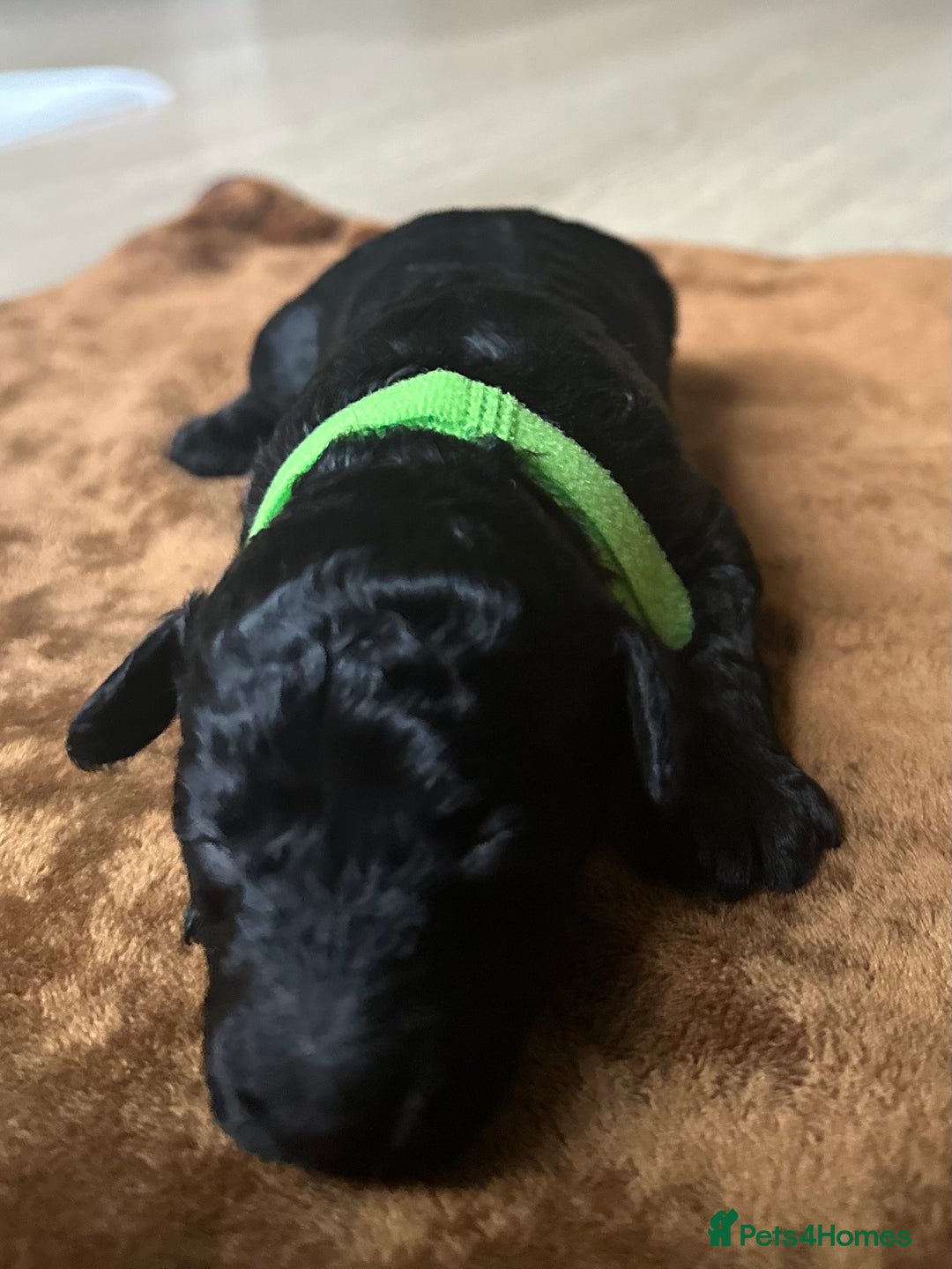 Toy Poodle dogs for sale: Red & black toy poodles  - Image 13