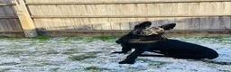 Belgian Shepherd Dog dogs for sale: Belgium malinos for sale  - Advert 2